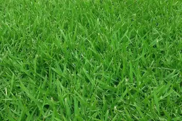 empire-zoysia-grass-750x500