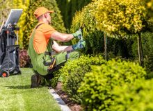 shrub trimming