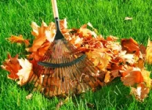 raked-leaves