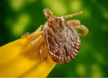 tick-flea-insect-bug-ryno-lawn-care-texas