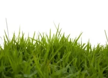 up-close-pic-of-grass-768x512